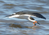 Rynchops niger - rayador Americano - black skimmer