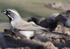 Amphispiza bilineata - gorrión barba negra - black-throated sparrow