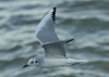 Larus philadelphia - gaviota de Bonaparte - Bonaparte's gull
