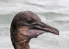 Phalacrocorax penicillatus - cormorán de Brandt - Brandt’s cormorant