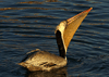 Pelecanus occidentalis - pelícano pardo - brown pelican