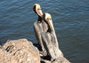 Pelecanus occidentalis - pelícano pardo - brown pelican