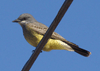 Tyrannus vociferans - tirano gritón - Cassin's kingbird
