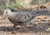 Columbina passerina - tórtola común - common ground dove
