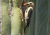 Melanerpes uropygialis - carpintero del desierto - Gila woodpecker