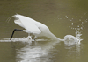 Casmerodius albus - garza blanca - great egret