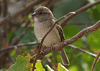 Passer domesticus - gorrión doméstico - house sparrow