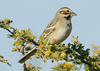 Chondestes grammacus - gorrión arlequín - lark sparrow