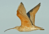 Numenius americanus - zarapito picolargo- long-billed curlew