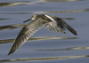Limnodromus scolopaceus - costurero de pico largo - long-billed dowitcher