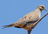 Zenaida macroura - paloma huilota - mourning dove