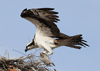 Pandion haliaetus - gavilán pescador - osprey