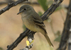 Empidonax difficilis - mosquero californiano - Pacific-slope flycatcher