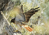 Buteo jamaicensis - aguililla cola roja - red-tailed hawk