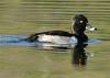 Aythya collaris - pato de pico anillado - ring-necked duck