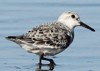 Calidris alba - playero blanco- sanderling