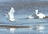 Egretta thula - garza de dedos dorados - snowy egret