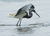 Egretta tricolor  - garceta tricolor - tricolored heron