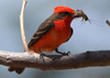 Pyrocephalus rubinus - mosquero cardenalito - vermilion flycatcher