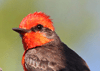 Pyrocephalus rubinus - mosquero cardenalito - vermilion flycatcher