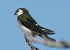 Tachycineta thalassina - golondrina verde tornasal - violet-green swallow