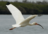 Eudocimus albus - ibis blanco - white ibis