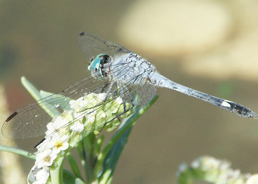 Spot-tailed dasher – Micrathyria aequalis