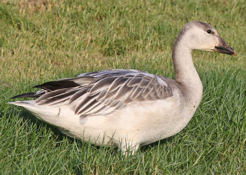 Chen caerulescens - ganso blanco - snow goose