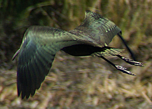 Plegadis chihi - ibis de cara blanca - white-faced Ibis