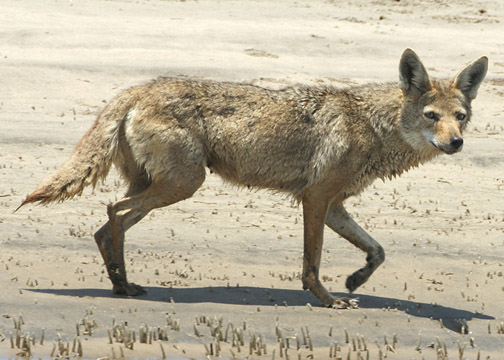 Coyote – Canis latrans – coyote