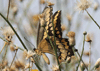 Giant swallowtail